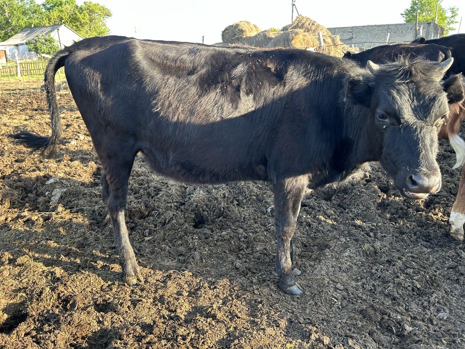 Продам телочек 1,5
