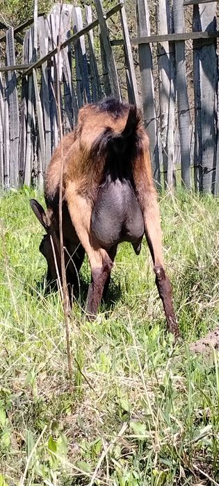 Ied/tapisor alpin francez din capră bună de lapte.