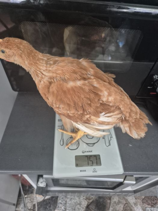 Vând pui albi de carne și pui rasă mixtă