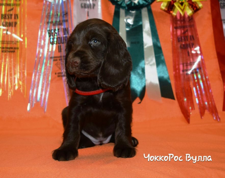Спаниель шоколадка