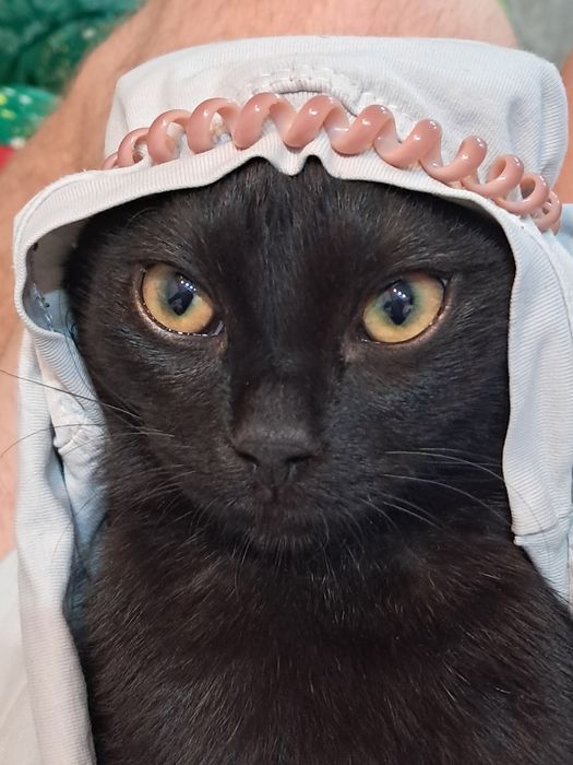 Отдам котят породистых