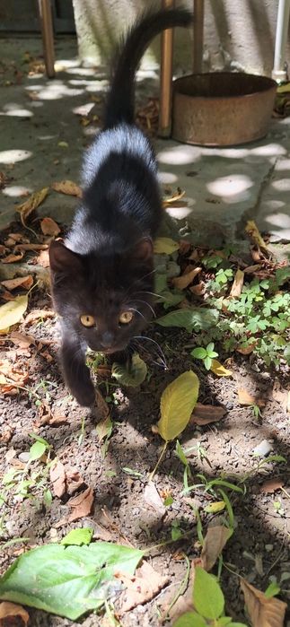 Котёнок в добрые руки девочка