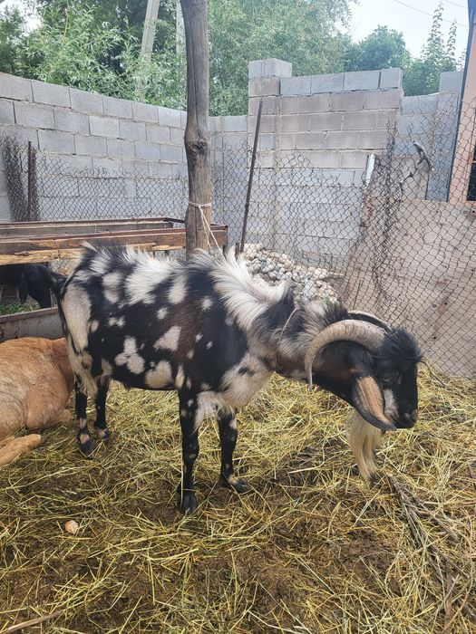 Козёл альпийский