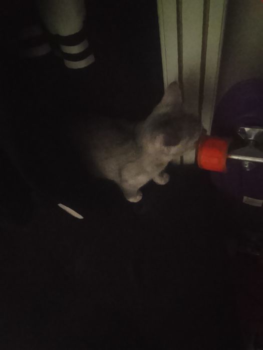 Кошка отдам в хорошие руки