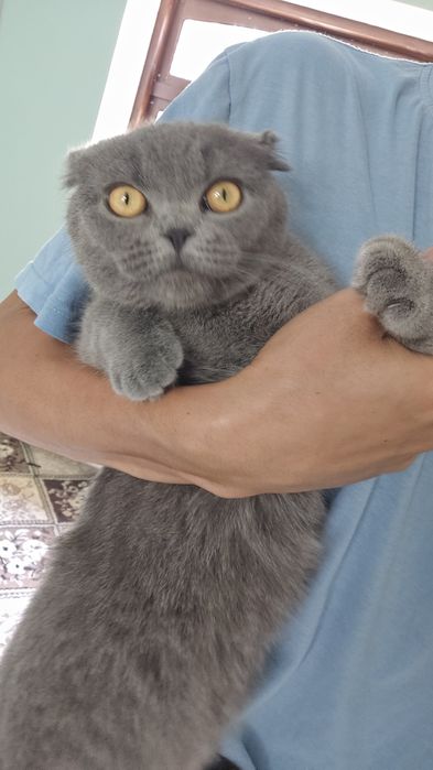 Ladyboy yalangoch fotosuratlar