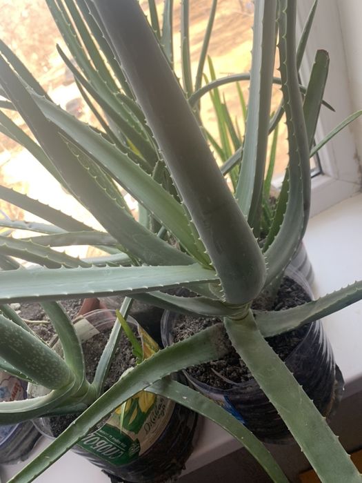 Цветок алое