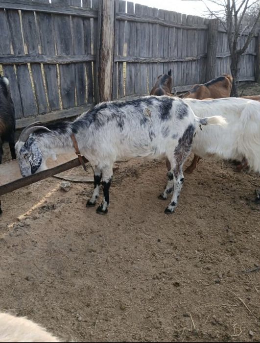 Vând capre AngloLubiane și Alpine Franceze