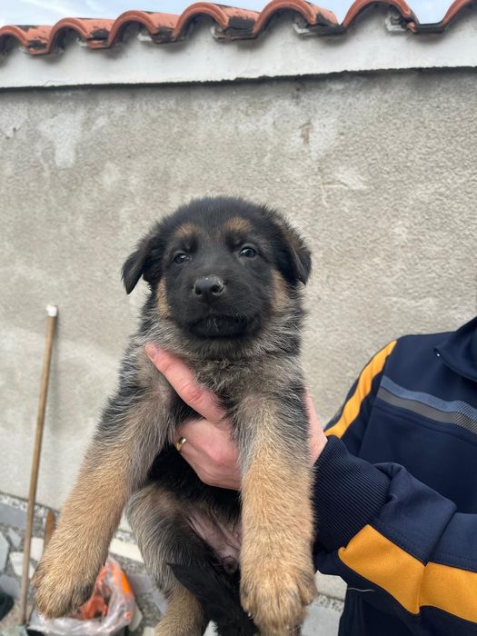 Чистокръвни немски овчарки