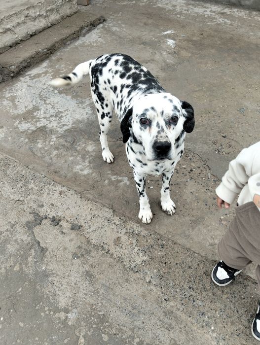 Далматинский. Ит жасы 6 да