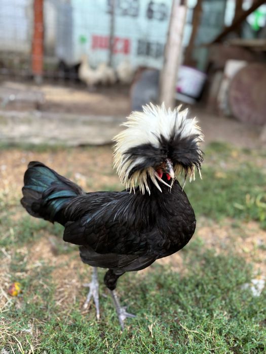 Motata olandeza Mii de flori