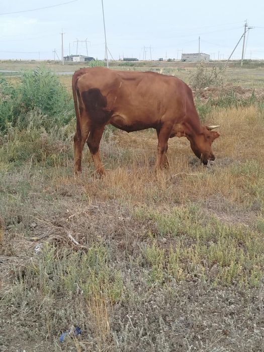 Продам весь скот
