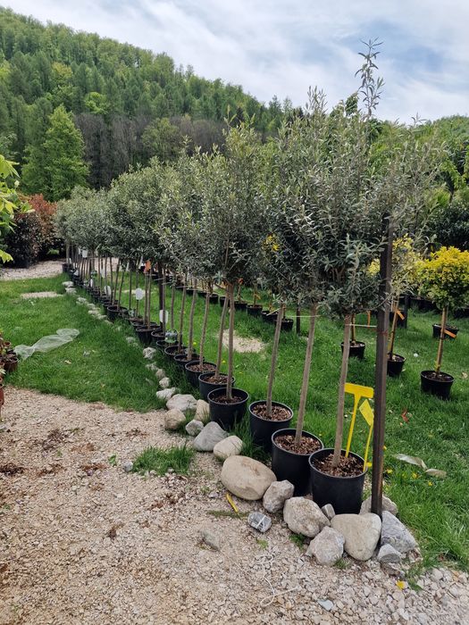 Vand maslin mai multe dimensiuni