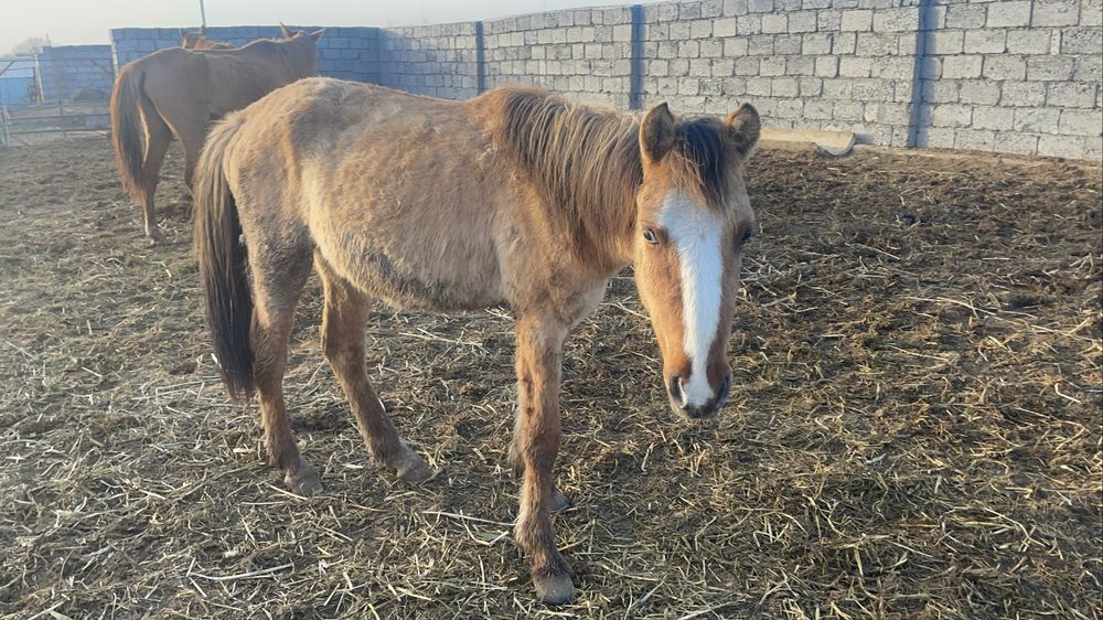 Асау жылқы үйретемін