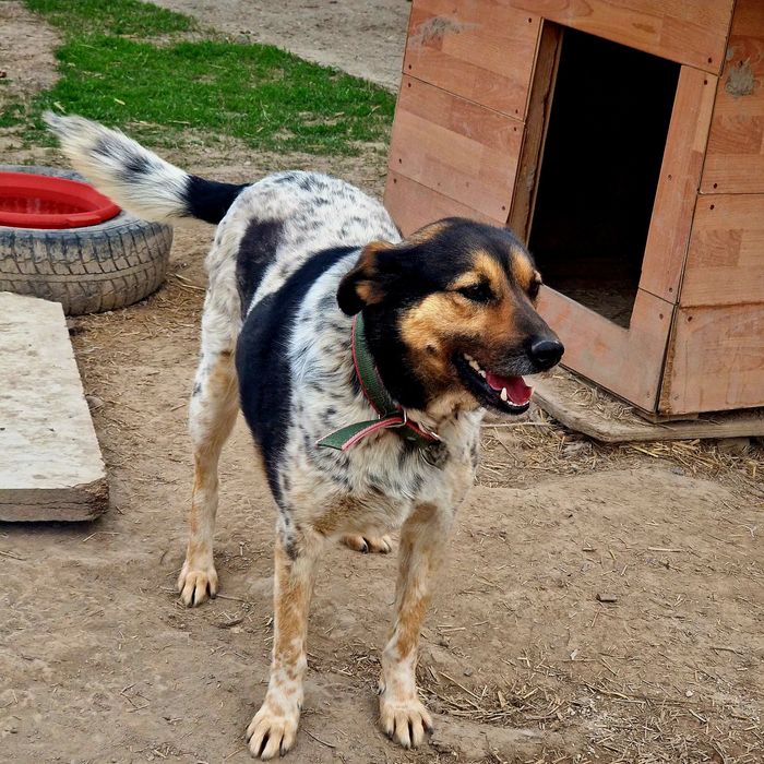 Собака Бим из приюта Хвостатый Рай