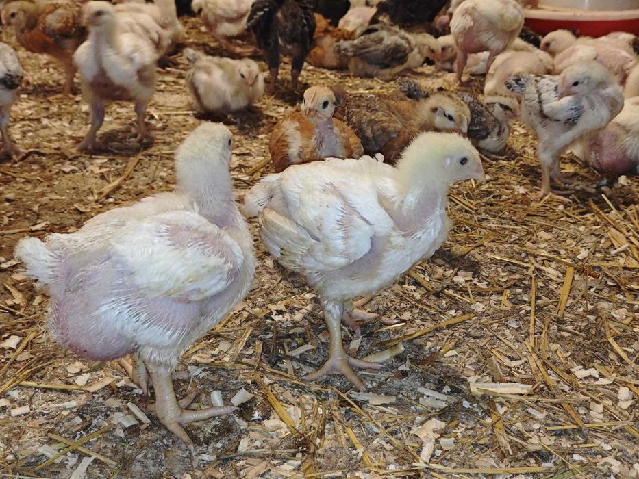 PUI DE CARNE ȘI RASA MIXTĂ DE VÂNZARE – gospodărie proprie