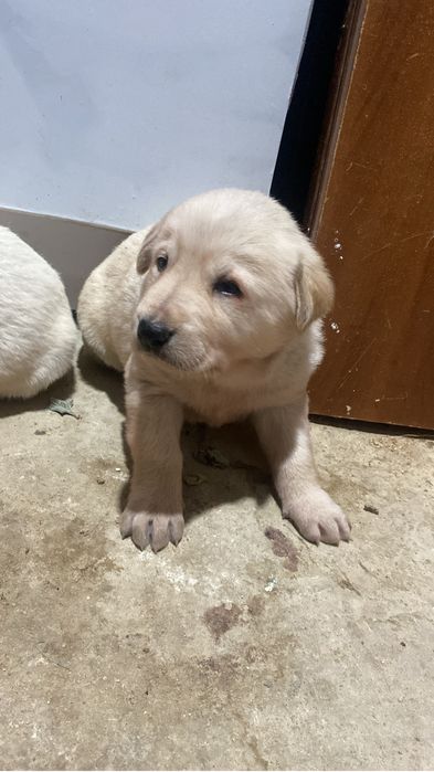 Продаётся щенка…