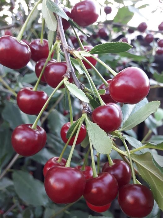 Продам вишню садовую