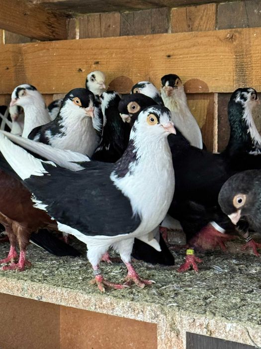 Vand porumbei jucatori de Galati, Galateni,