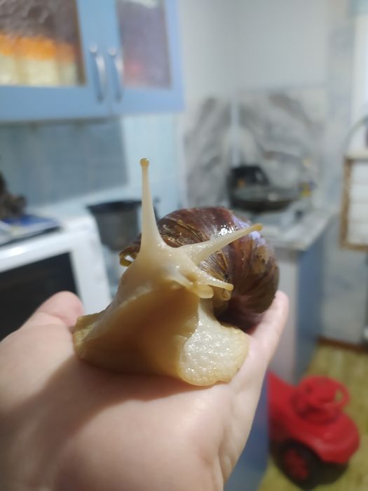 Отдам 3х улиток ахатины