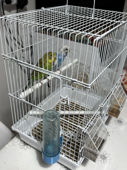 Попугай животные