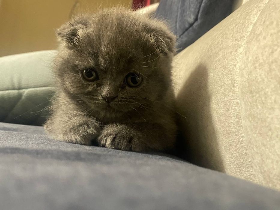 вислоухий котенок scottish fold. ЦЕНА 150$. По телефону договоримся