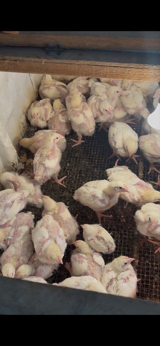 Бройлер коб500 ..