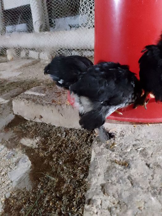 Андижон кора Шахзода жужалар Бир ойлик