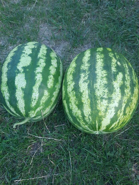 Harbuz, pepene de vânzare