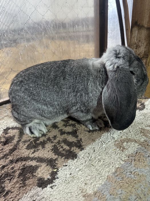 Iepuri berbec german