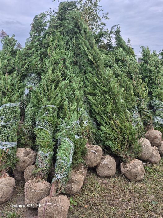 Palmieri  tranhicarpus  cicas