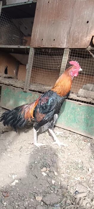 Шолпан петух дакан