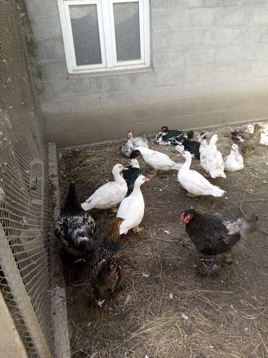 Продам молодых индоуток