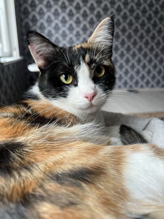 Кошечка в добрые руки