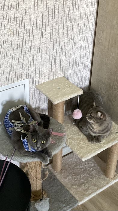 Отдам Кошек в хорошие руки )