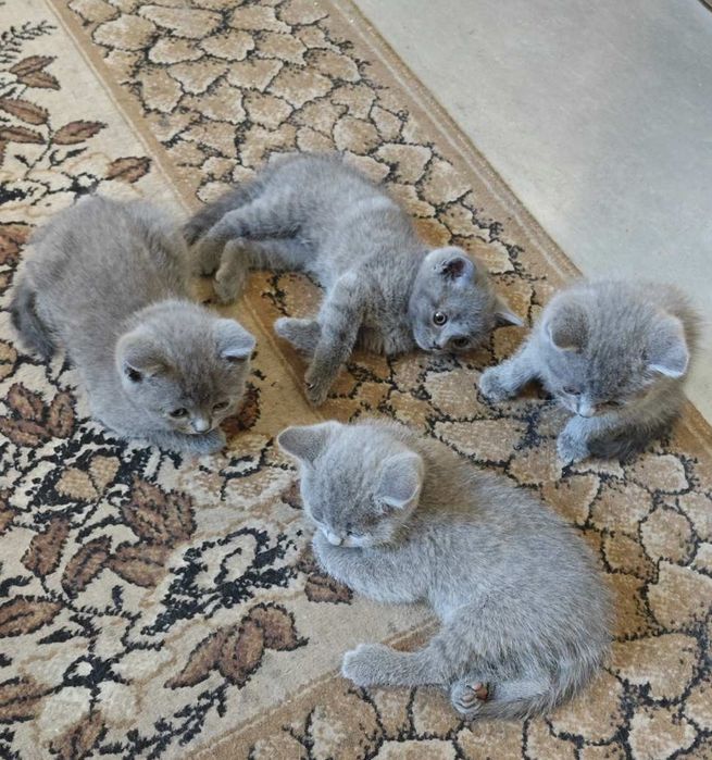 Британски късокосмести котета