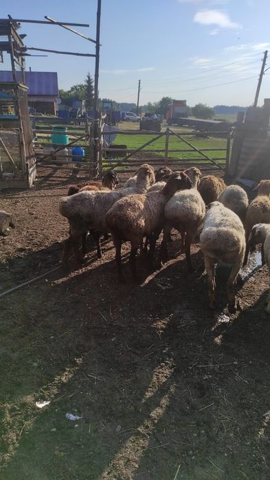 Продам овец оптом