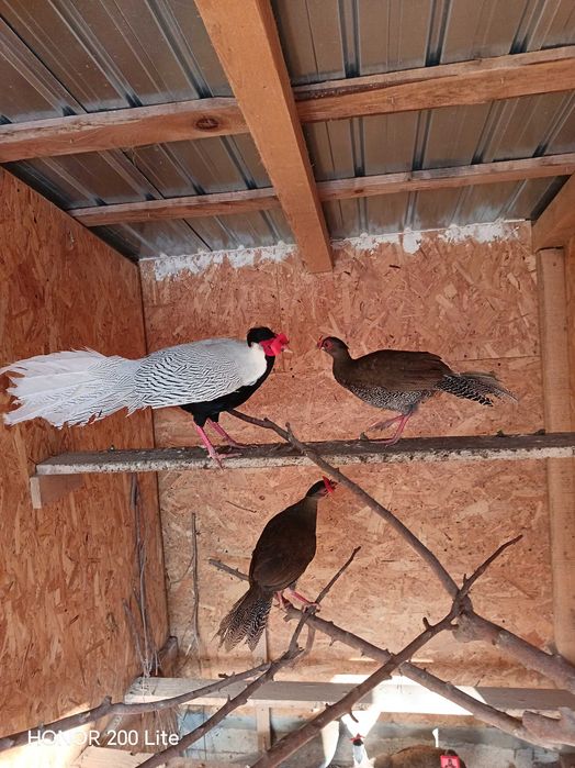 Fazani argintii de vânzare