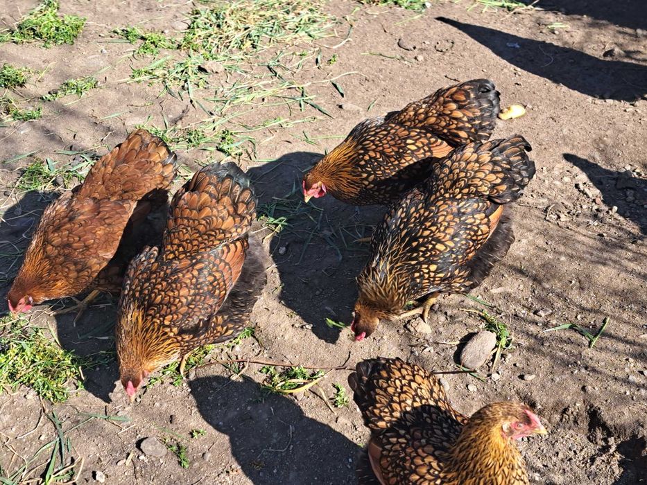 Vând familie wiandote GSG și cocoș Brahma herminat deschis.herminat deschis,toate la vârsta de 1 an.