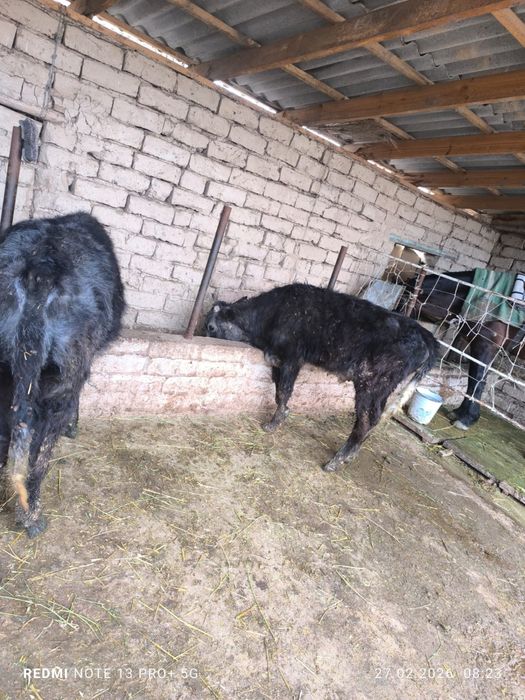 Сиыр бұзаумен коровы