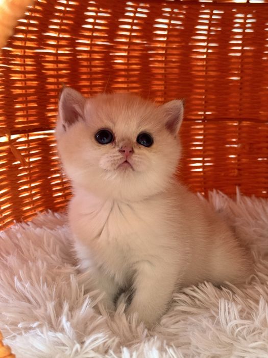 Британская шиншилла!