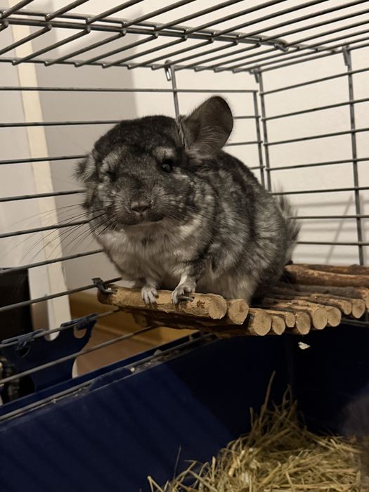 Vând chinchilla lanigera