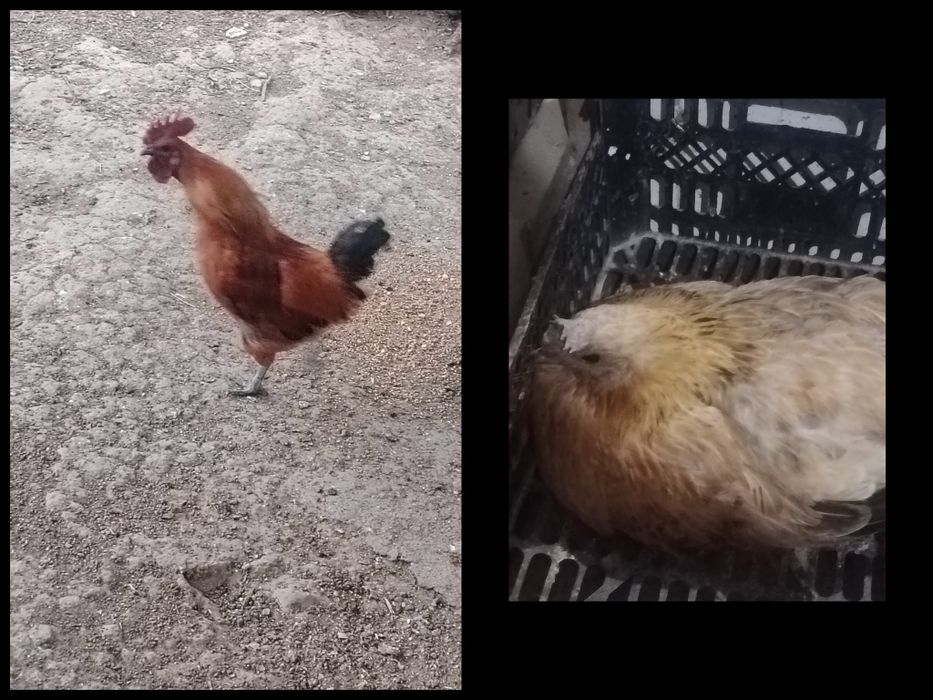 Продам кур и петухов, порода орпинтон, китайская шелковая, лакеданзи,