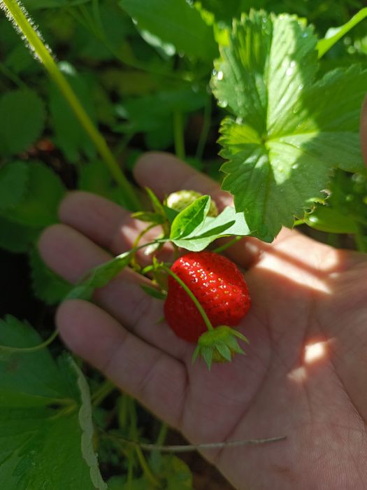 Саженцы клубники