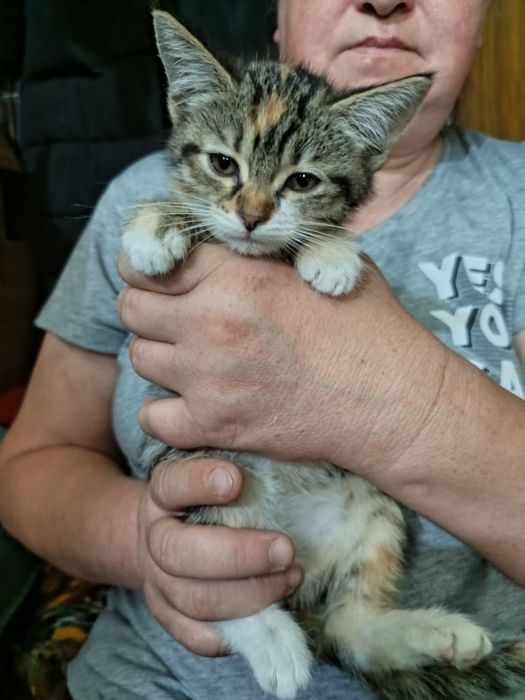 Отдам котят в хорошие руки
