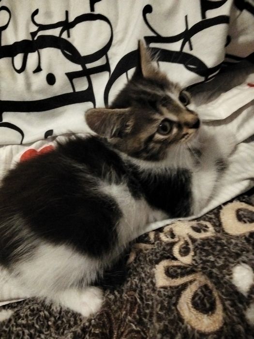 Отдам котят в добрые руки