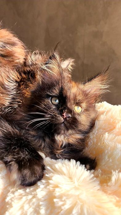 Шикарные ДЕВОЧКИ - мейн кун детки