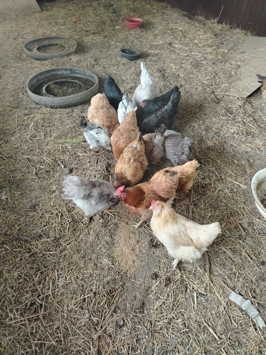 Продам домашних курочек