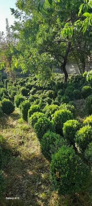 Самшит (Шамшод), доимий яшил холатида туради