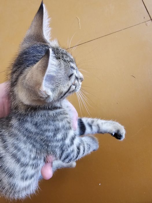 Kastratsiya qilingan 7 oylik erkak mushuk