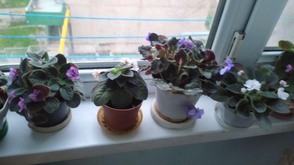 Фиалки сортовые .                .